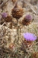 /album/natureza-nature/a196326-155947031131899-5841776-n-jpg/