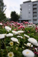 /album/natureza-nature/img-1536-jpg/