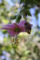 /album/natureza-nature/img-4954-jpg/