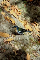 /album/natureza-nature/img-7994-jpg/
