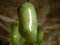 /album/natureza-nature/jrzokn726365-02-jpg/
